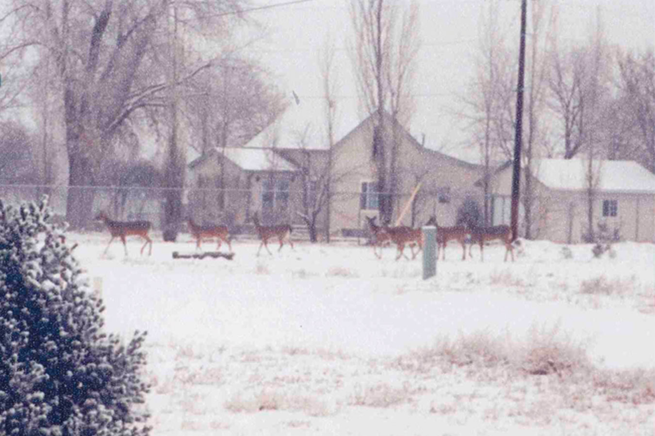 house_and_deer